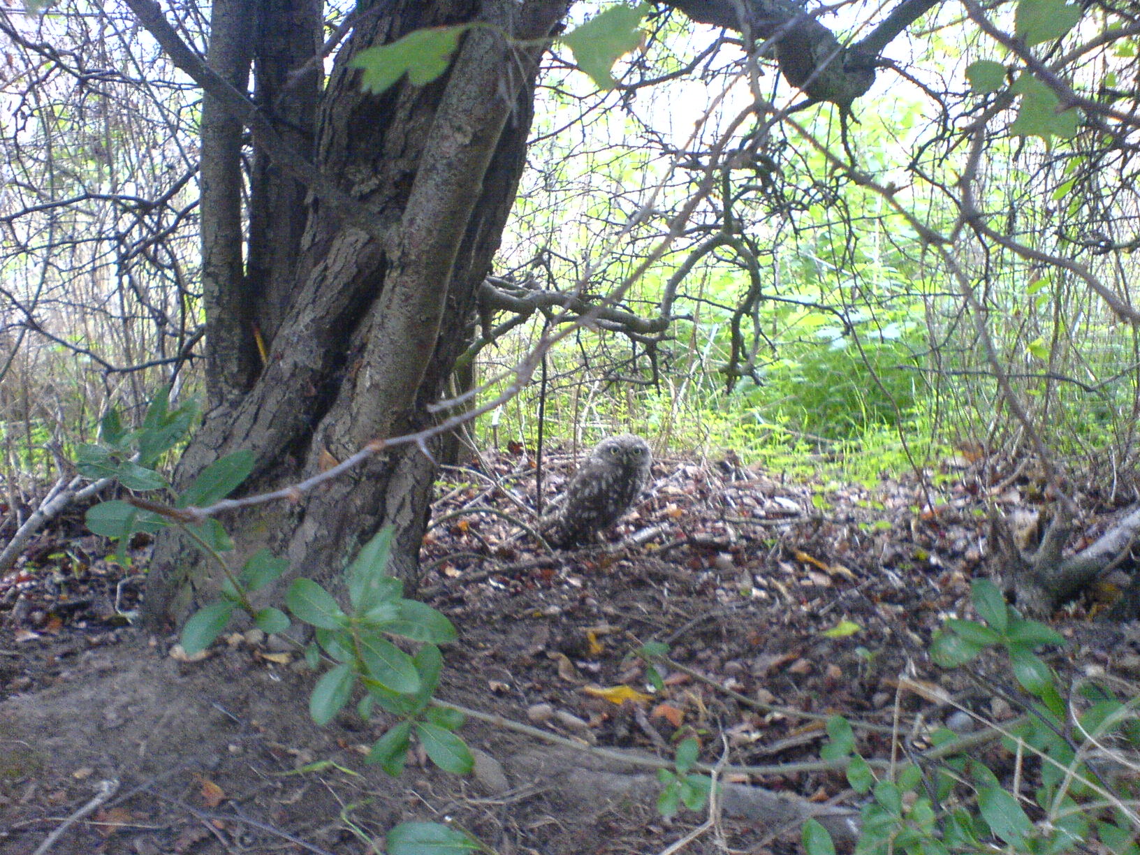 photo of owl taken with camera phone